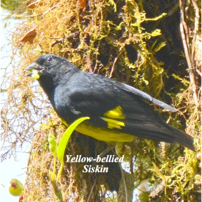 Yellow-bellied Siskin